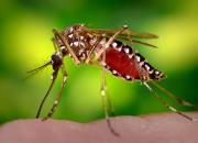 چه بیماری‌هایی از پشه‌ها منتقل می‌شوند؟