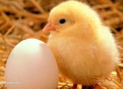 افزایش تولید جوجه یکروزه تخم‌گذار