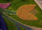 تصاویر زیبا از یک مزرعه گل در هلند