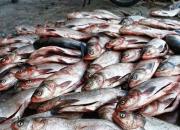 قیمت روز انواع ماهی در بازار +جدول