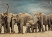 عکس خانوادگی فیل‌ها