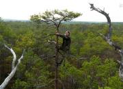 عکس/ تبحر مرد ۷۲ ساله در بالا رفتن از درخت!