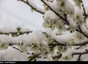 عکس/ بارش سنگین برف در گیلان