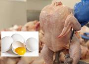 بازار مرغ و تخم مرغ بعد از یک سال تنظیم شد