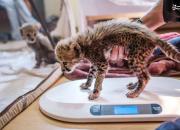 عکس/ وزن کردن توله یوزپلنگ