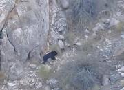 فیلم/ خرس سیاه آسیایی(بلوچی) در ارتفاعات رودان