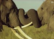 عکس/ شاخ به شاخ شدن دو فیل در کنیا