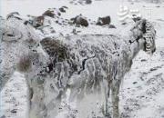 فیلم/ یخ بستن حیوانات دمای منفی ۵۱ درجه!