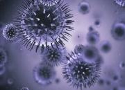 ویروس کرونا در حیوانات اهلی مورد تغذیه انسان مشاهده نشده است