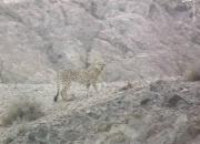 مشاهده یوزپلنگ ایرانی در یزد پس از ۶ سال +عکس