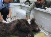 مرگ توله خرس در مرکز نگهداری سازمان حفاظت محیط زیست