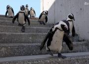 عکس/ رژه پنگوئن‌ها در ژاپن