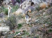 عکس/ گله گرگ‌های دو رگه در ارتفاعات طاق‌بستان