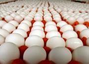 قیمت انواع تخم مرغ در بازار +جدول