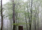 جنگل و مه+ عکس
