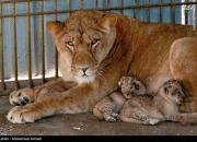 فیلم/ تولد دو توله شیر در باغ وحش تبریز