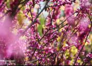 عکس/ شکوفه‌های بهاری در پایتخت