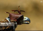 عکس/ رهاسازی پرندگان شکاری در همدان