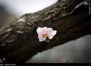 عکس/ شکوفه‌های بهاری در سنندج
