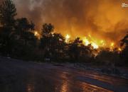 نمایی عجیب از جنگل آنتالیا پس از آتش سوزی+ فیلم