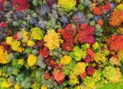 تصویرهوایی از جشنواره رنگ‌ها در پاییز