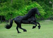 عکس/  زیباترین اسب سیاه جهان