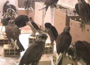 جزئیات کشف بزرگترین محموله قاچاق پرندگان شکاری در بوشهر