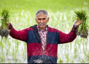 عکس/ آغاز نشاکاری در قطب تولید برنج ایران