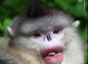 عکس/ گونه‌های عجیب و غریب میمون‌ها