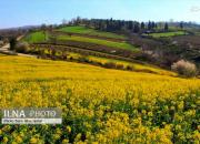 عکس/ چشم انداز زیبای مزارع کلزا
