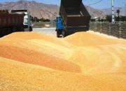پیش بینی خرید ۱۱ میلیون تن گندم در سال جاری