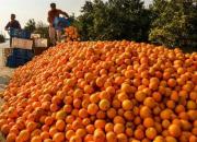 ۳۰ میلیون کیلو پرتقال با تدبیر گندید!