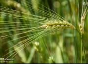 تصاویر چشم‌نواز از مزارع گندم مرکزی