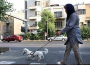 پیشنهاد گنجی درباره نوع برخورد با سگ گردانی