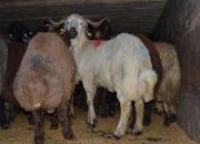 کشف 21 راس دام قاچاق در دهلران