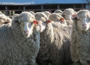 پوشش 3 هزار رأس گوسفند در طرح ترکیب نژادی گوسفند پربازده