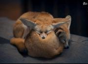 عکس/ خواب زیبای دو روباه