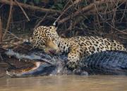 فیلم/ شکار راحت تمساح توسط جگوار