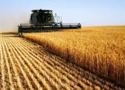 تصاویر ماهواره‌ای حاکی از کاهش ۳۵ درصدی تولید گندم در اوکراین است