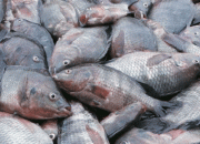 روش منسوخ شده و پرعارضه سازمان شیلات برای تولید «ماهی‌های تک‌جنس»