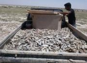 تلف شدن 120 هزار قطعه ماهی در روانسر