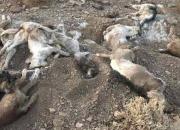 کشف لاشه سوخته ۱۵ قلاده سگ در شاهدشهر