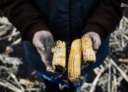 یک بحران قریب‌الوقوع: ذخایر غذایی اروپا احتمالا به زودی تمام می‌شود / روزهای سخت در انتظار اتحادیه اروپا