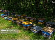 عکس/ دامنه‌های رودبار میزبان زنبورهای عسل