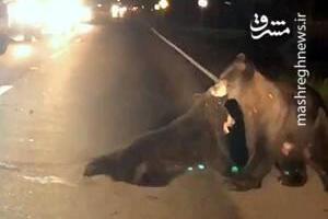 فیلم/ تلاش جالب خرس مادر برای نجات فرزندش