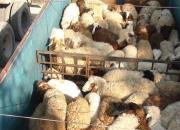 کشف 40 رأس گوسفند قاچاق درشازند 