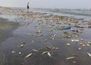ائتلاف سعودی آب‌های سواحل عدن را آلوده مواد شیمیایی کرده