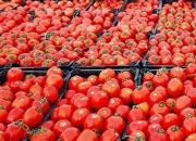 قیمت گوجه‌فرنگی کاهش یافت