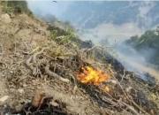 سرگردانی وحوش در آتش‌سوزی «پارک ملی بمو» +فیلم