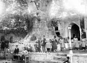 ماجرای نذر درخت میوه و حاجت گرفتن تهرانی‌های قدیم